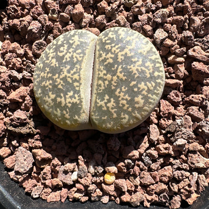 Lithops leslie subsp. leslie var. leslie C020