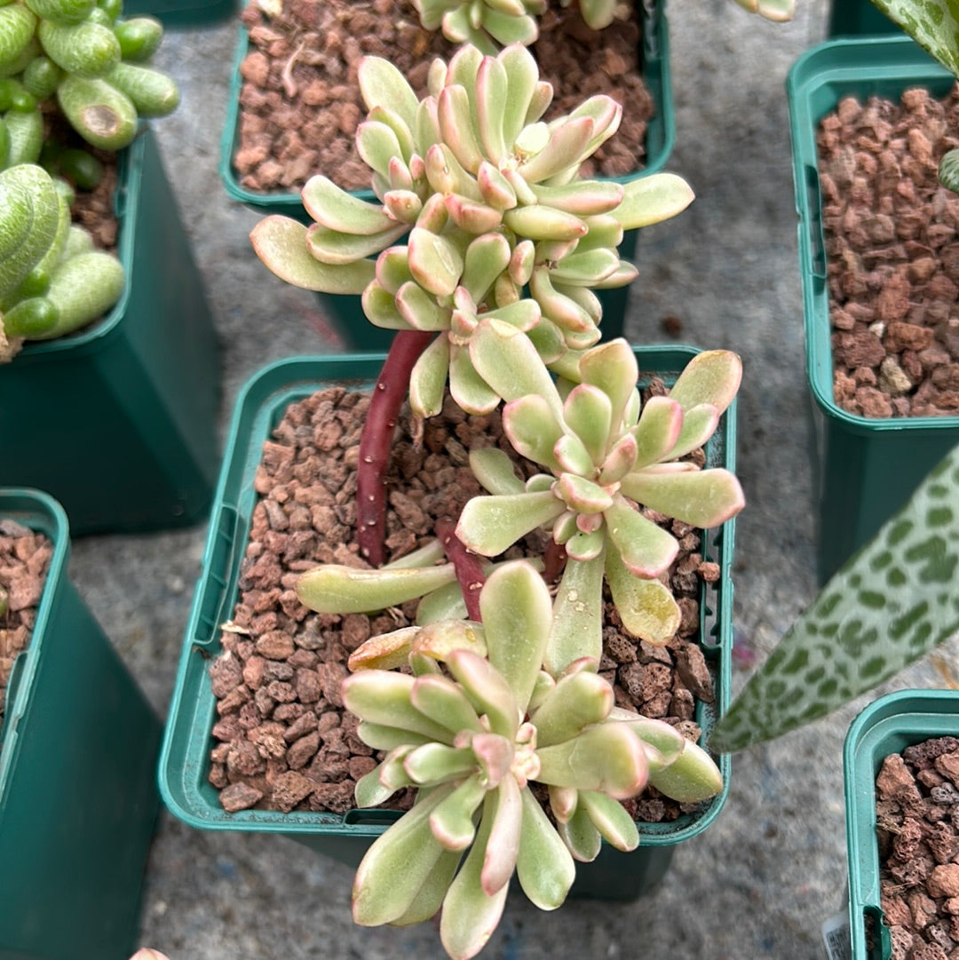 Sedum ‘Joyce Tulloch’