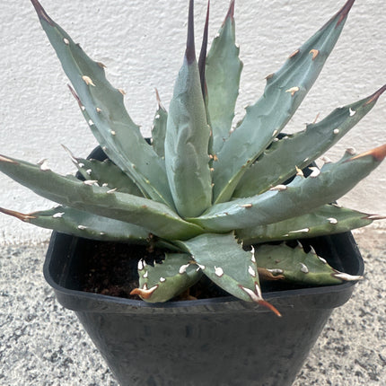 Agave utahensis var. nevadensis | Maguey de Nevada