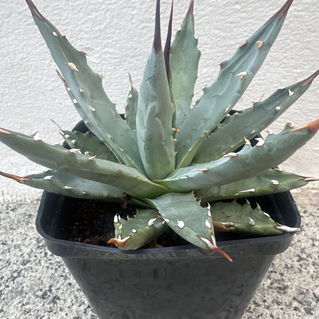 Agave potatorum "kichjokan"