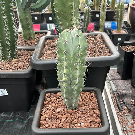 Stenocereus pruinosus