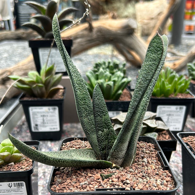 Batesianische Gasteria
