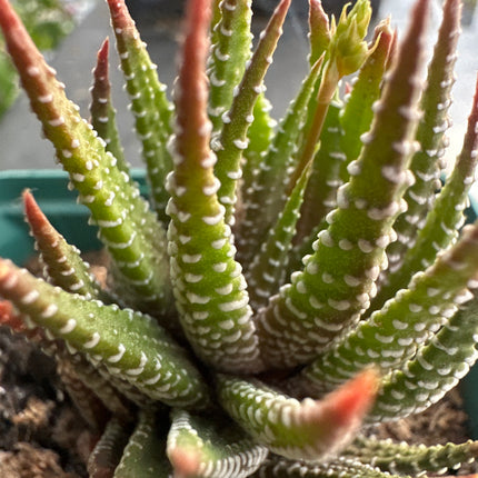 Haworthiopsis reinwardtii var.
