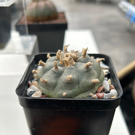 Cactus “Wixa”