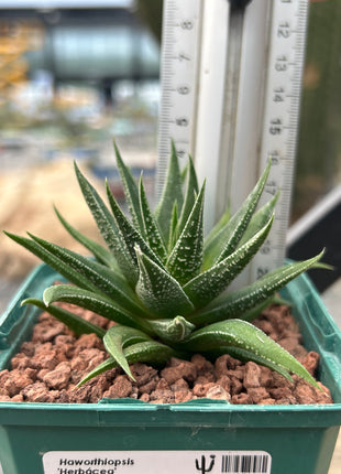 Haworthiopsis 'Herbaceous'