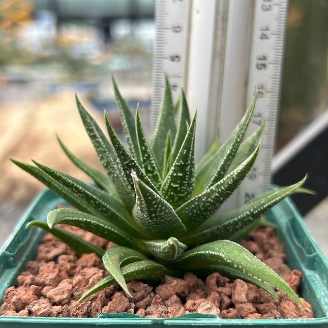 Haworthiopsis 'Herbácea'