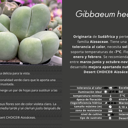 Gibbaeum heathii
