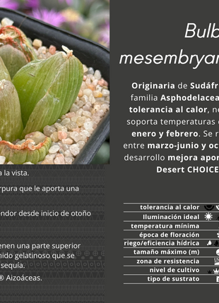 Bulbine mesembryanthemoides