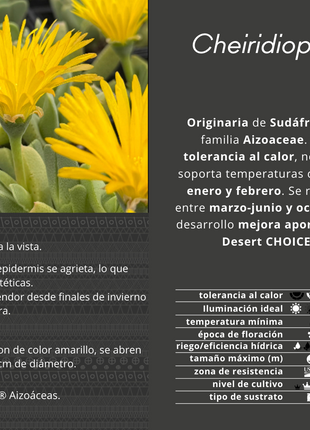Cheiridopsis imitans