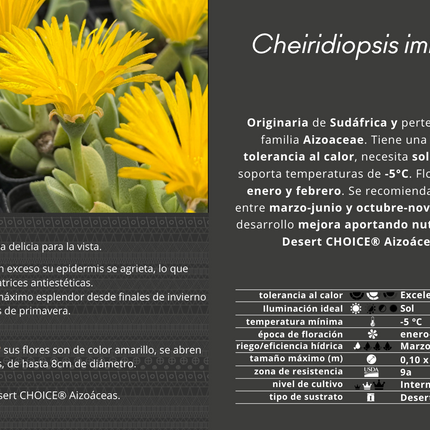 Cheiridopsis imitans