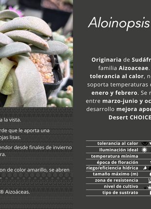 Aloinopsis spatulata