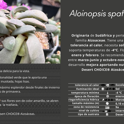 Aloinopsis spatulata