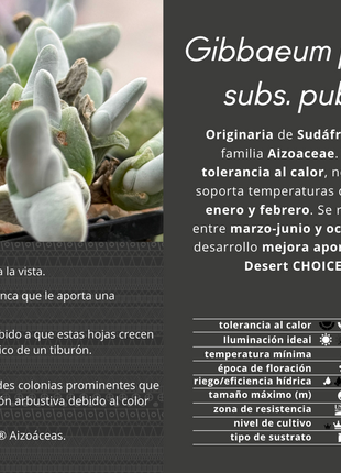Gibbaeum pubescens subsp. pubescens