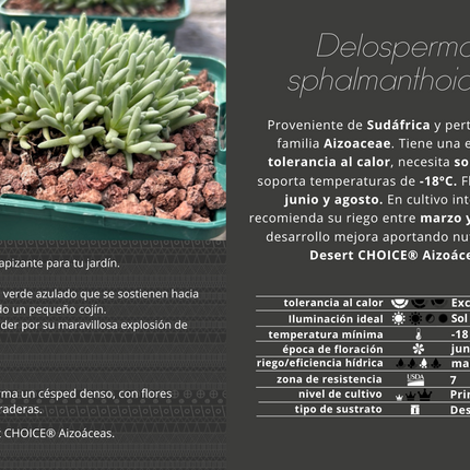 Delosperma sphalmantoides