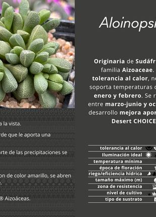 Aloinopsis loganii