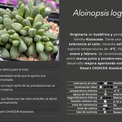Aloinopsis loganii