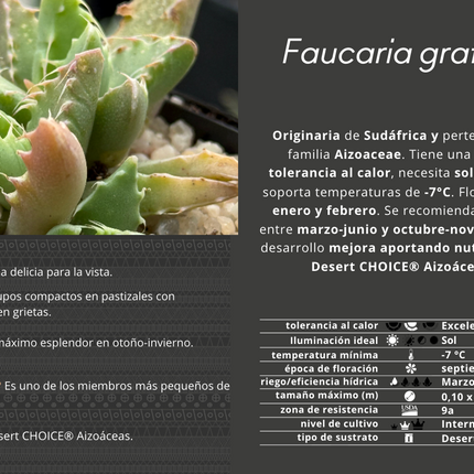 Faucaria gratiae