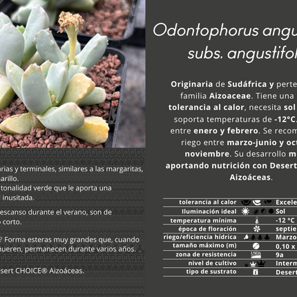 Odontophorus angustifolius subsp. angustifolius