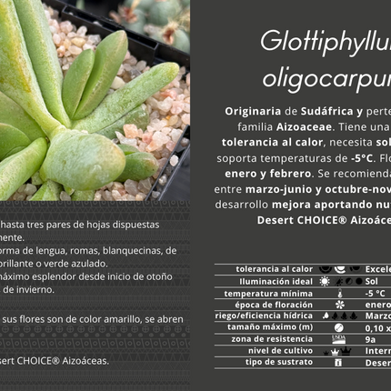 Glottiphyllum oligocarpum