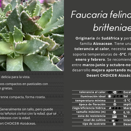 Faucaria felina subs. britteniae