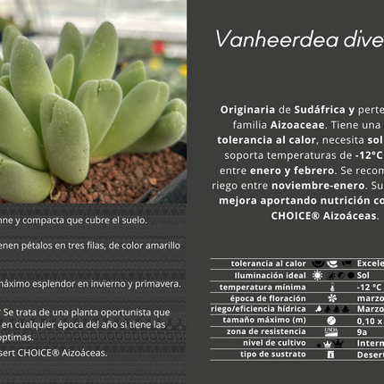 Vanheerdea divergens