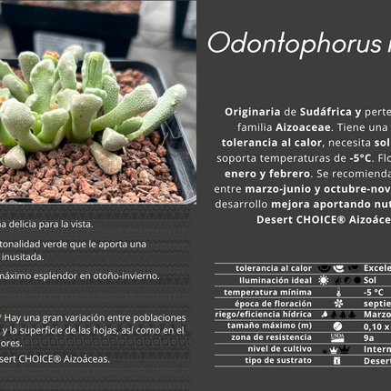 Odontophorus nanus