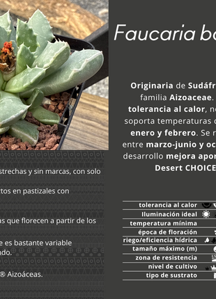 Faucaria bosscheana
