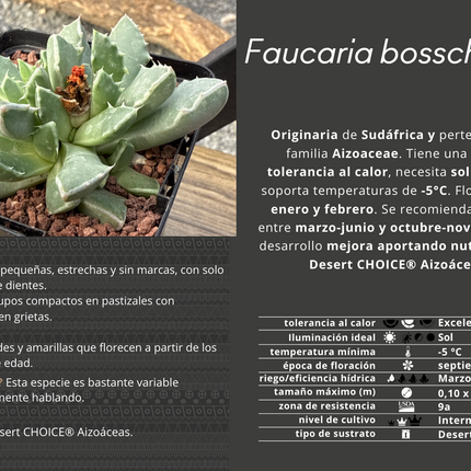 Faucaria bosscheana