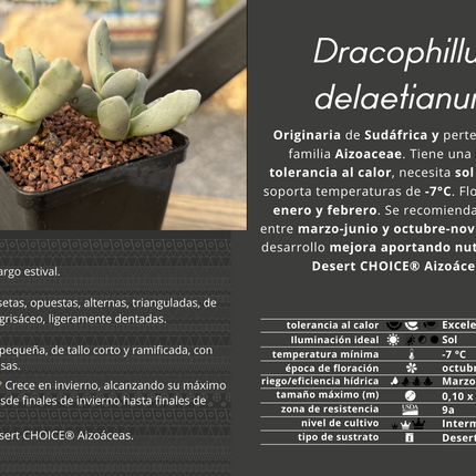 Dracophilus delaetianum