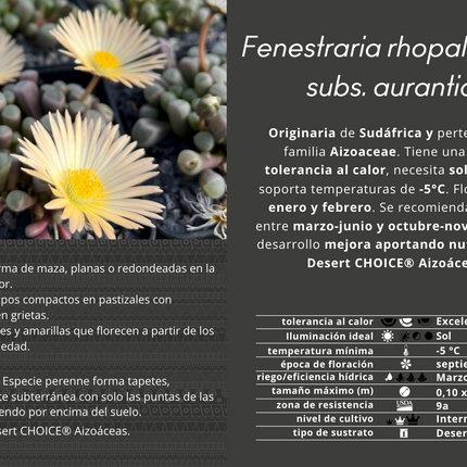 Fenestraria rhopalophylla subsp. aurantica