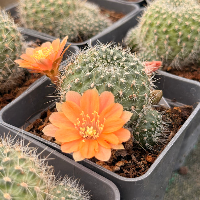 Rebutia minuscula