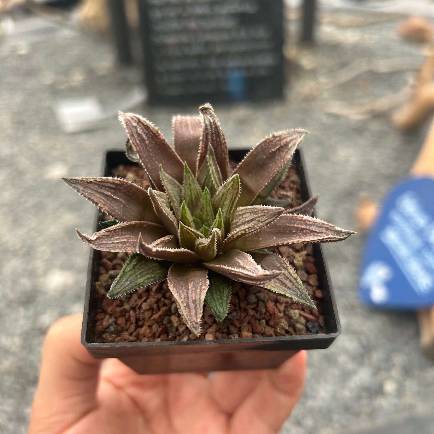 Haworthia marumiana var. viridis