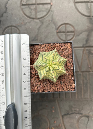 Euphorbia meloformis f. variegata