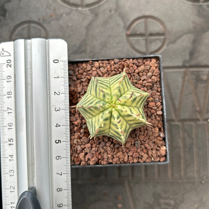 Euphorbia meloformis f. variegada