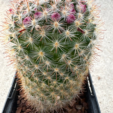 Mammillaria xaltianguensis subsp. bambusiphila | La pequeña corona carmesí