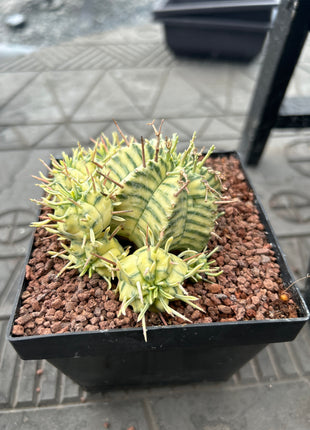 Euphorbia meloformis f. variegata