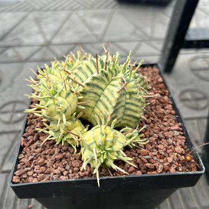 Euphorbia meloformis f. variegada