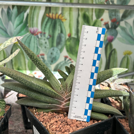 Gasteria carinata var. warty