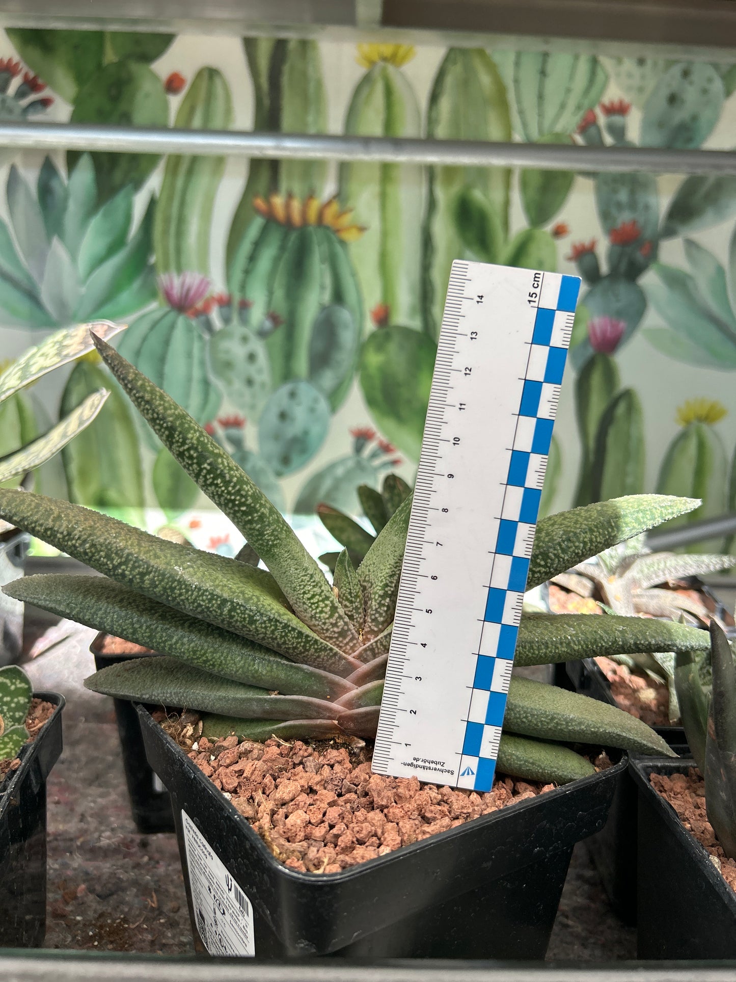 Gasteria carinata var. verrucosa