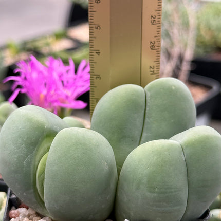 Gibbaeum heathii