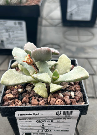 Faucaria tigrina (Wolfsmaul)