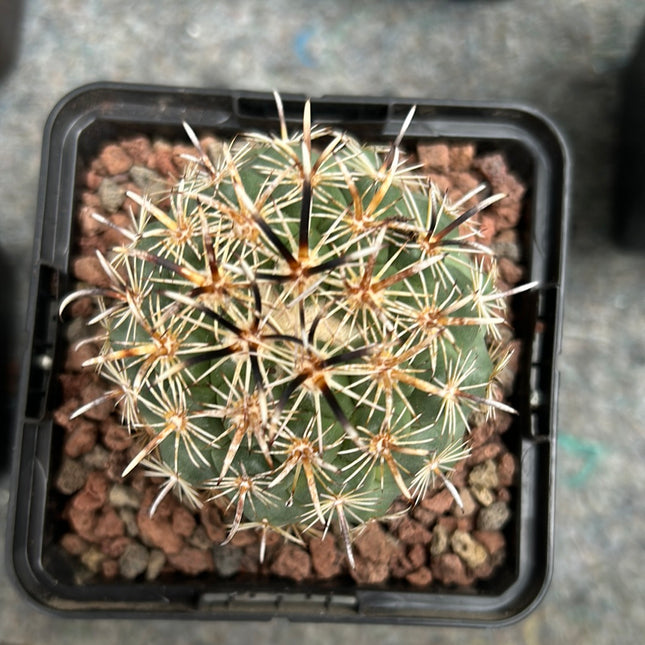 Coryphantha kracikii