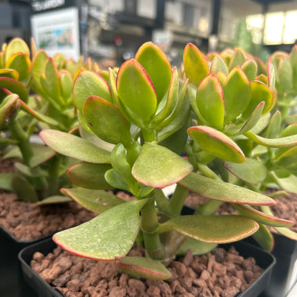 Crassula ovata ‘Hummels Sunset’