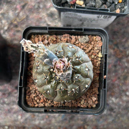 gymnocalycium bodenbenderianum