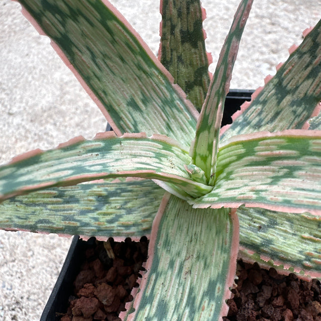 Aloe ‘Gargoyle’