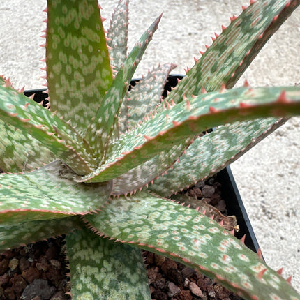 Aloe 'Piranha’ | Aloe híbrido de Larry Weisel-2014. Aloe Piraña de fuego