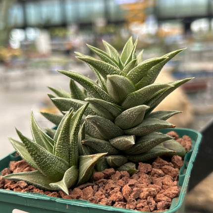 Haworthiopsis tortuosa 'Grauer Stern'