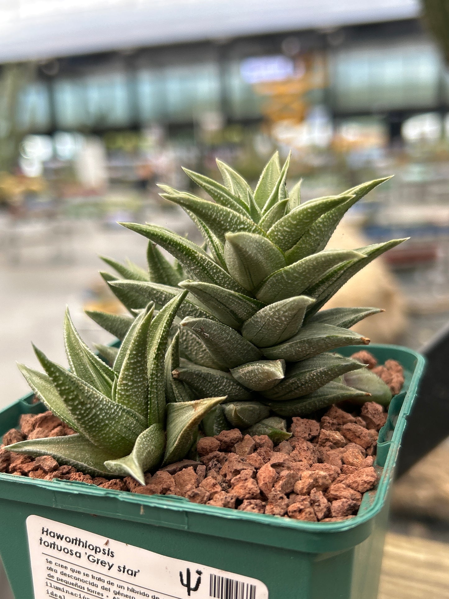 Haworthiopsis tortuosa 'Grey star'