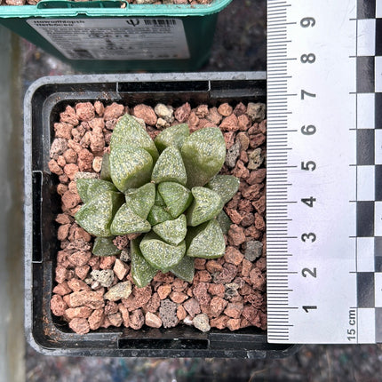 Haworthia suberecta var. pallidifolia