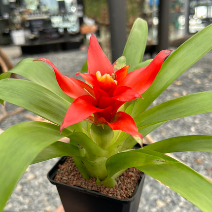 Guzmania lingulata